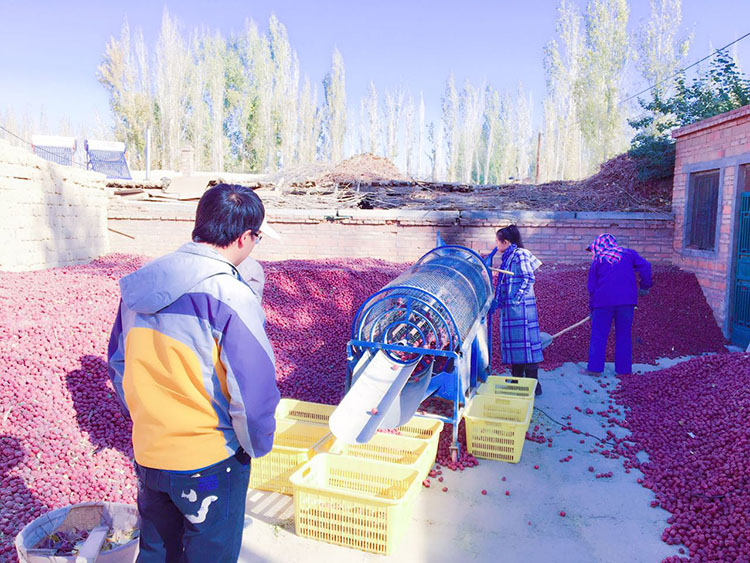 哈密大枣简介,乌鲁木齐哈密大枣