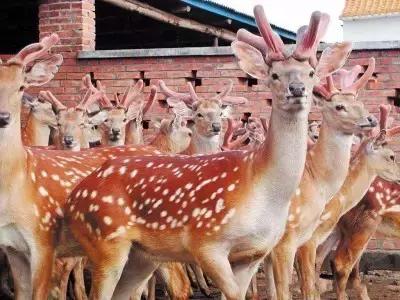 来辽源旅游,来辽源看辽河