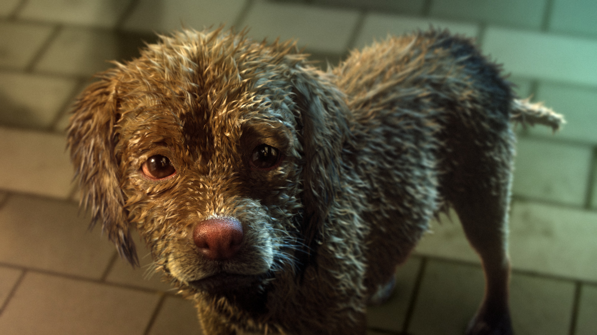 令人苦恼的皮肤病,狗狗皮肤病太闹心