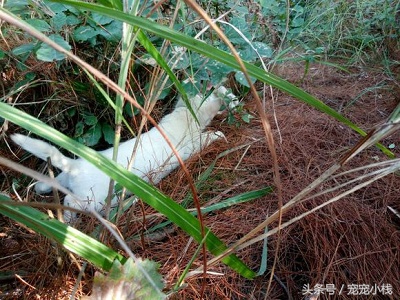 第一次带两只小下司犬学习捕猎，一踏进山林仿佛到了它们的天下