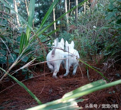 第一次带两只小下司犬学习捕猎，一踏进山林仿佛到了它们的天下