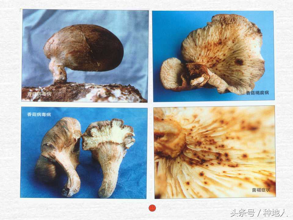 香菇栽培实用技术教案,屋顶香菇栽培