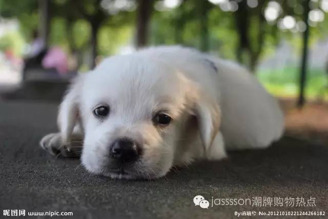 复合动物进化论,达尔文动物进化论观点