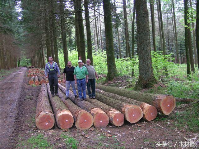 美加锯材纠纷,将会直接影响加拿大的出口价格