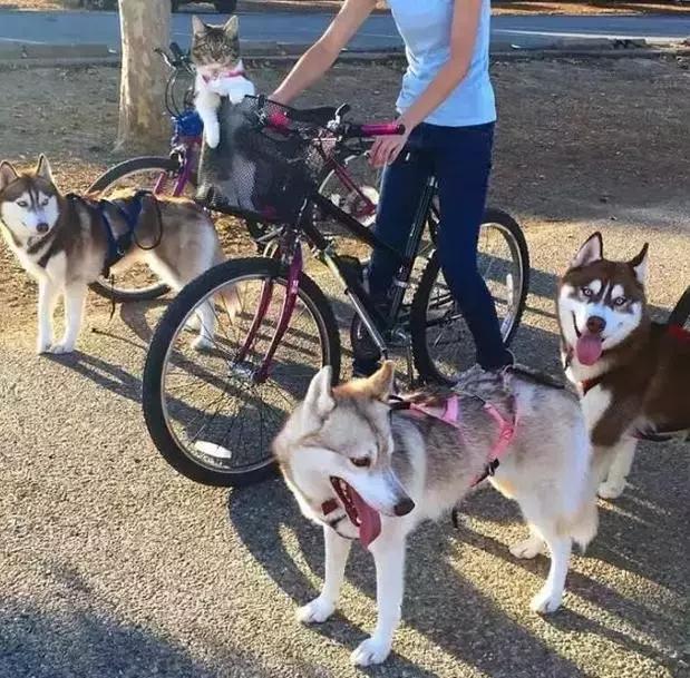 被三只狗养大的猫,被哈士奇养大的拉布拉多