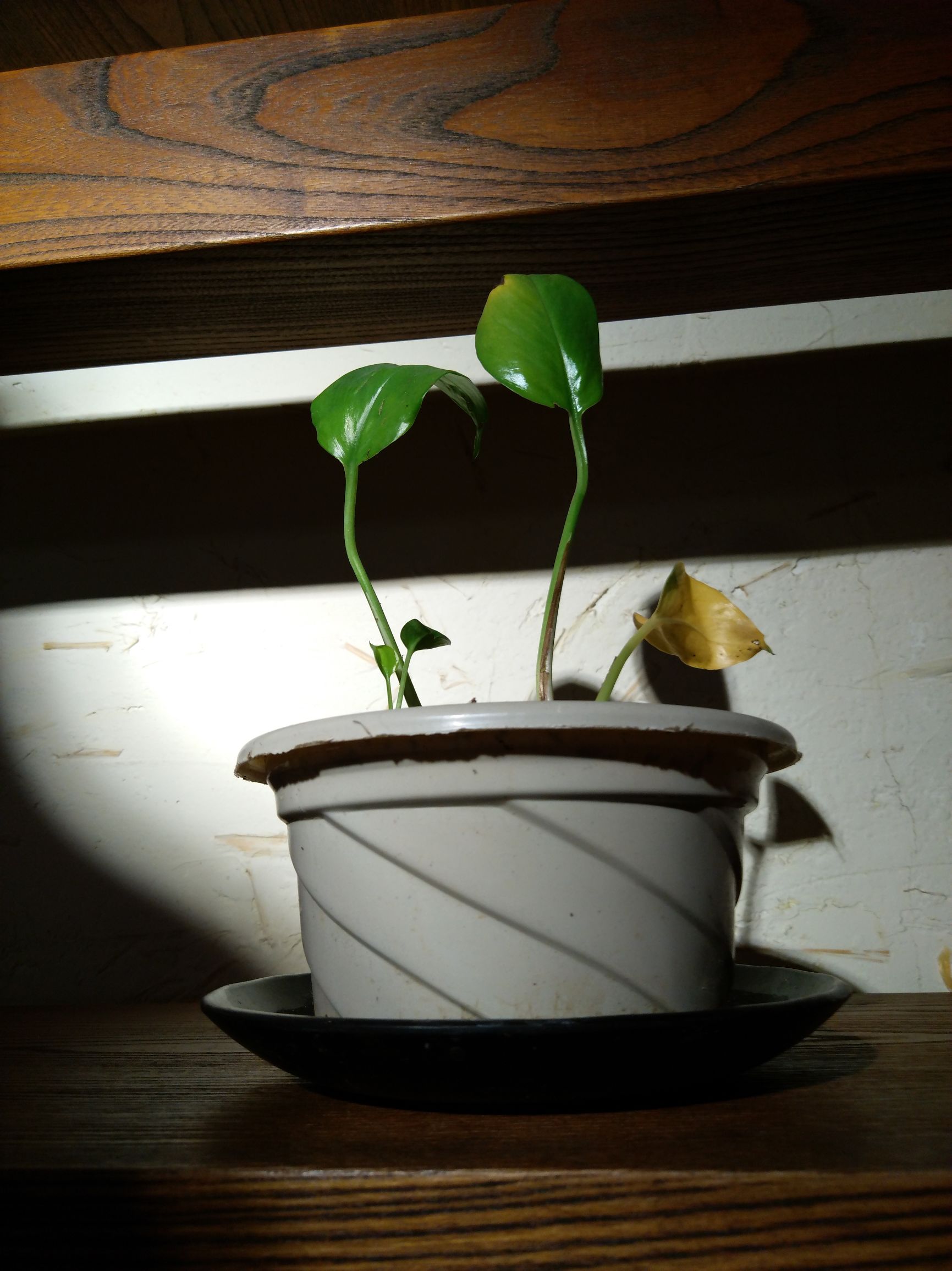 努比亚z11minis换电池,努比亚z11minis是什么处理器