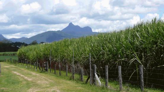 赐你一杯黑糖水，还你满满元气