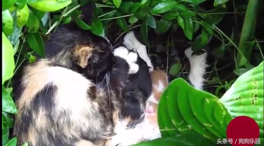 小奶猫被抛弃在垃圾桶收养,小奶猫被主人抛弃被别人捡到