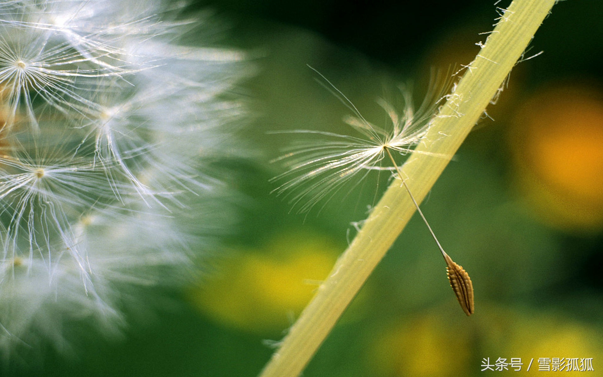 紫色烟花易冷的抖音,紫色烟花凝墨