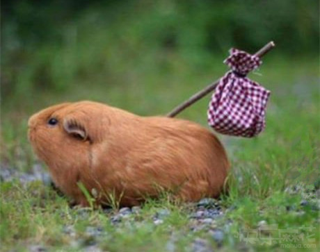 湖北武汉自贸区在哪里,湖北自贸区武汉片区范围