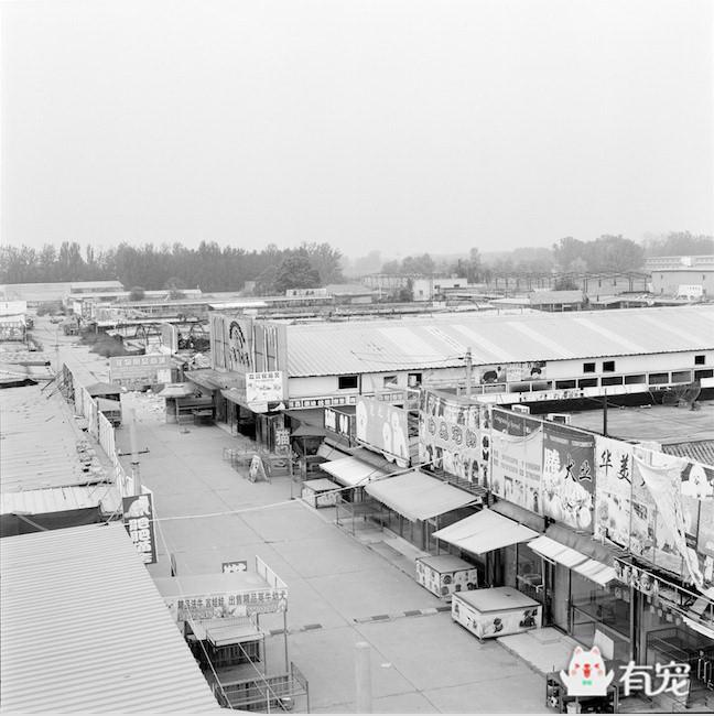 通州梨园狗市阿拉斯加,通州梨园狗市营业时间