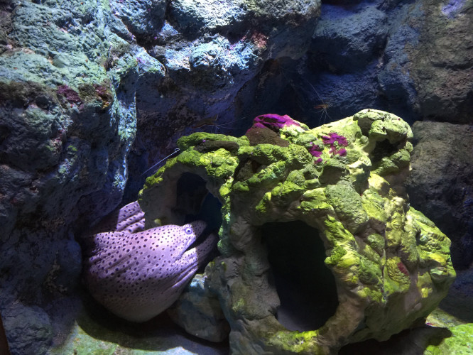 初秋日本快步东京，慢行北海道，泡汤美食8日