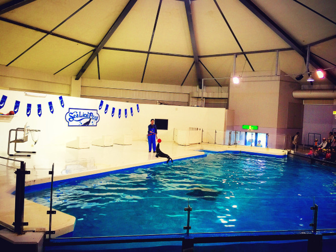 初秋日本快步东京，慢行北海道，泡汤美食8日