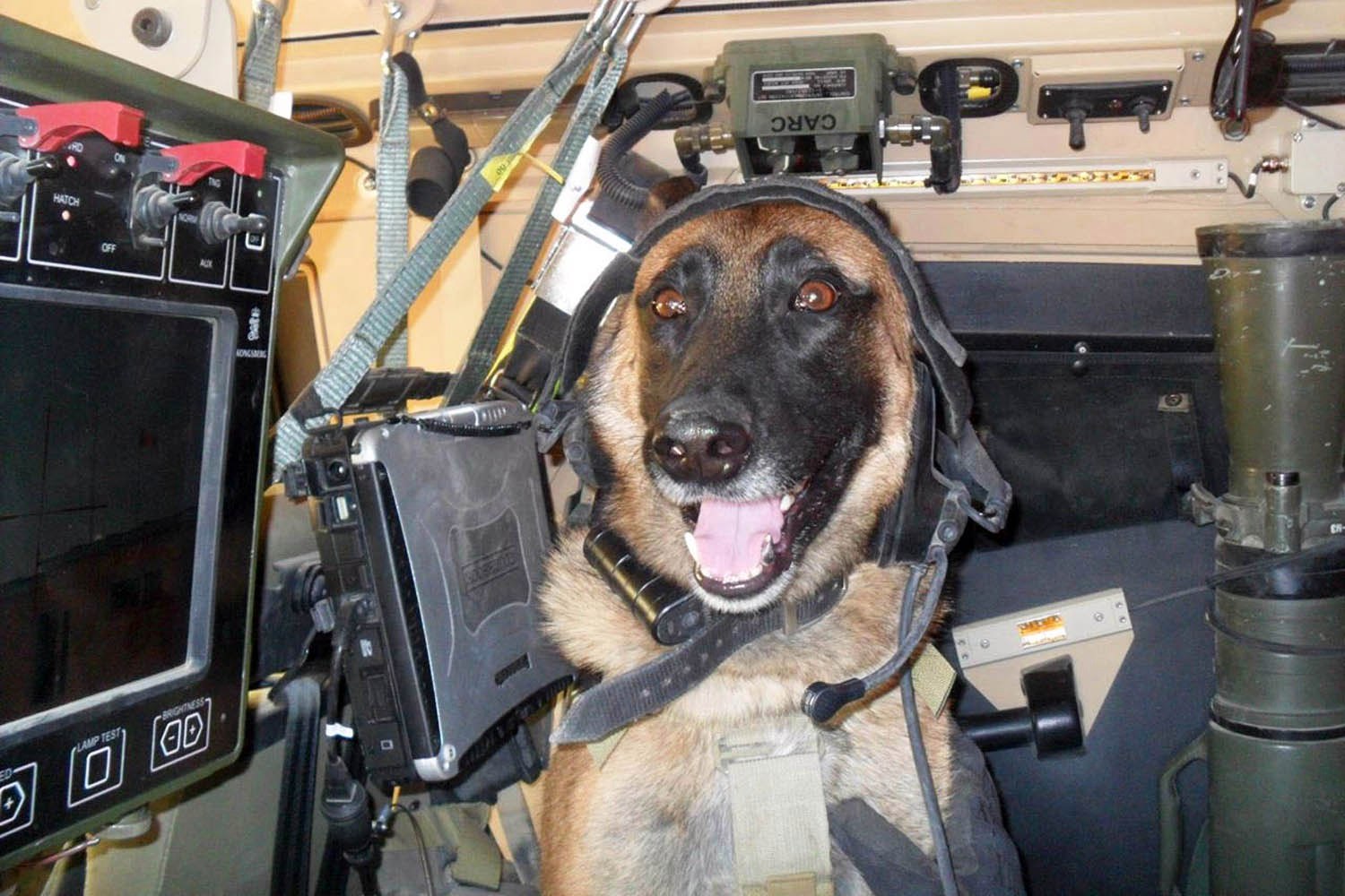 有一种狗叫你扛！狗狗黑背（德牧）的军旅生活！湄公河的哮天犬？