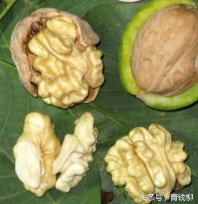 中国核桃加工产业链全景图,中国核桃品种