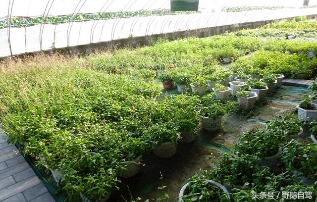 门头沟古村野鹅自驾,什么是野鹅自驾