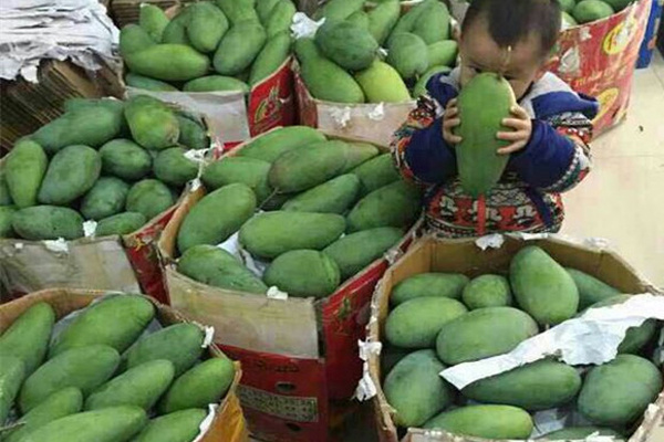 越南大青芒红标,越南大青芒有活动吗