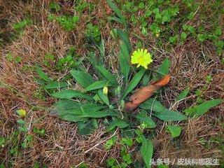 可以消炎的野草,农村路边有消炎利尿的野草