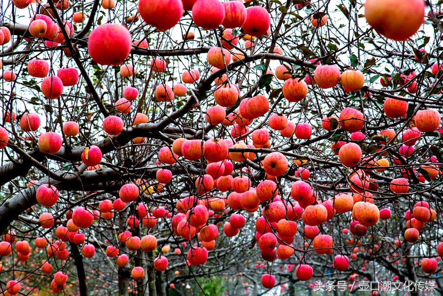 山西临汾神话故事,山西临汾吉县苹果视频