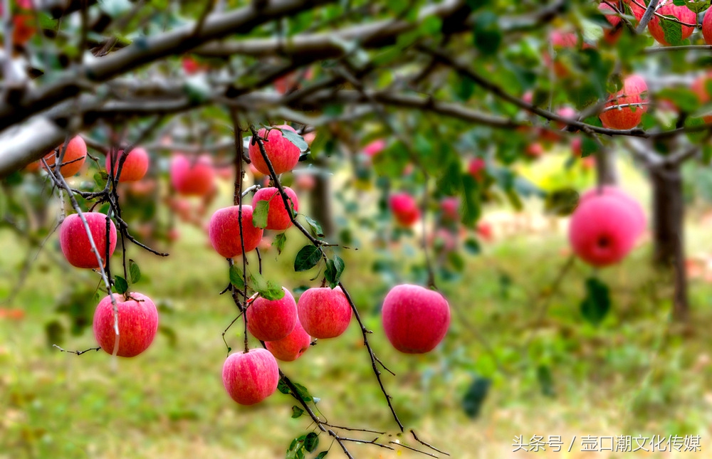 山西临汾神话故事,山西临汾吉县苹果视频