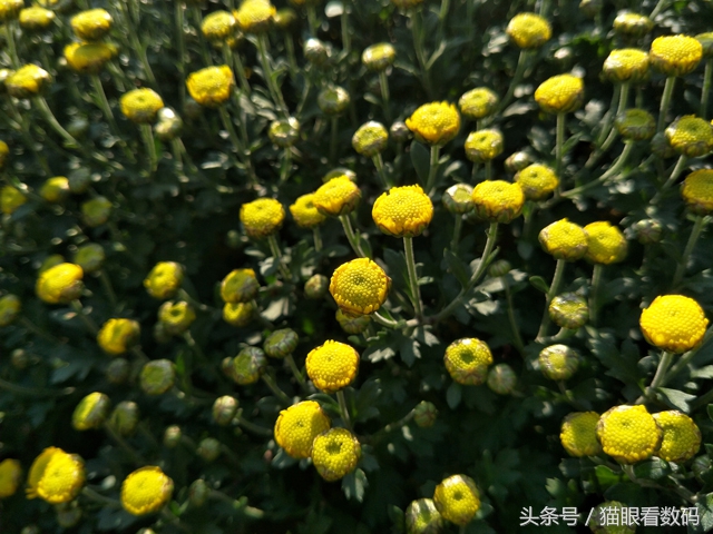 oppor9s的缺点和不足,oppor9s现在值得入手吗