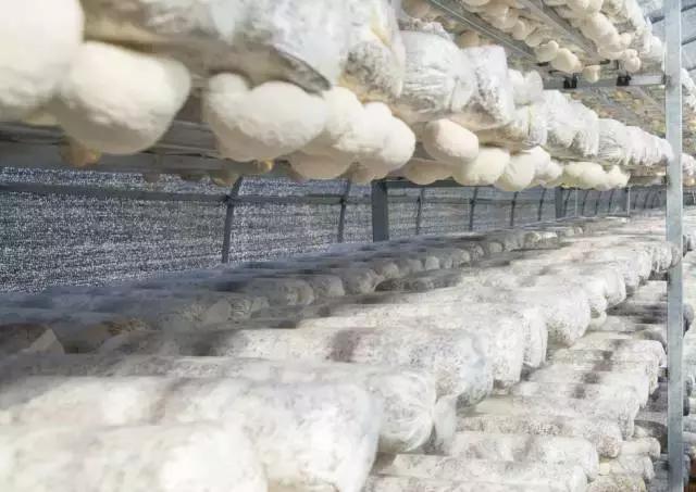 周末气温开始回升,周末天气转晴但温度低迷