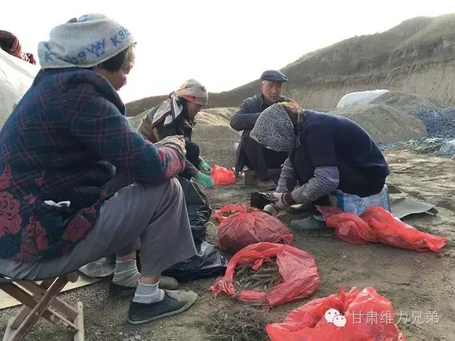 瑗垮拰鐧借妽,绉嶆鐧借妽鑷村瘜