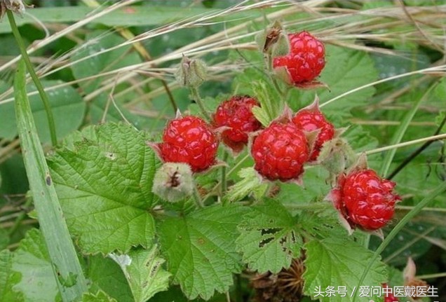 哪种草药泡水喝对肾结石好,两味中药治疗结石
