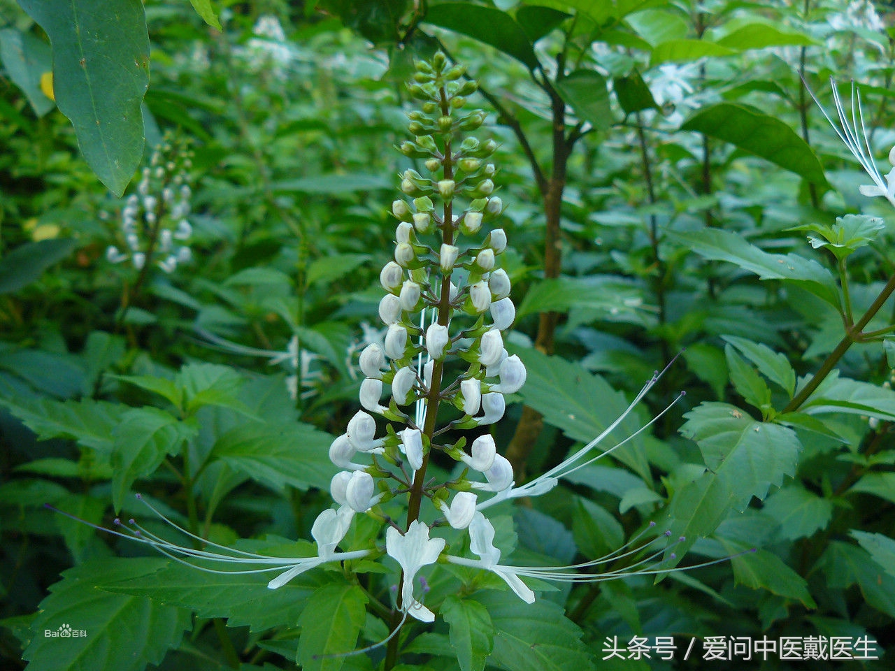 哪种草药泡水喝对肾结石好,两味中药治疗结石