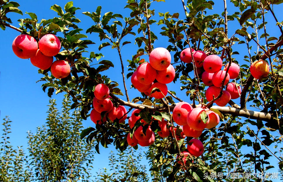 山西临汾神话故事,山西临汾吉县苹果视频
