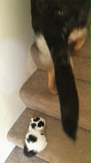 德牧叼着猫咪上楼梯后续,哈士奇下楼遇到德牧认怂了