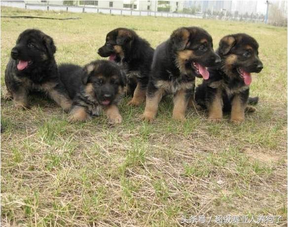 德国牧羊犬生病,德国牧羊犬体力太差怎么办