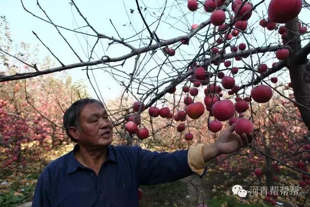10块钱一斤的苹果真好吃,16块一斤的苹果真好吃