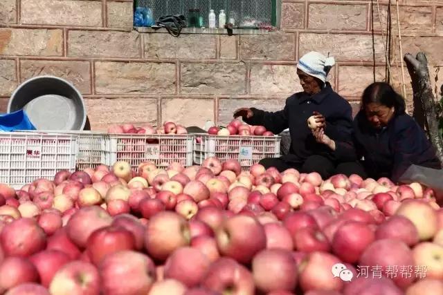 10块钱一斤的苹果真好吃,16块一斤的苹果真好吃