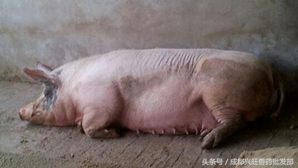 母猪产可能会厌食,具体原因及治疗办法是什么