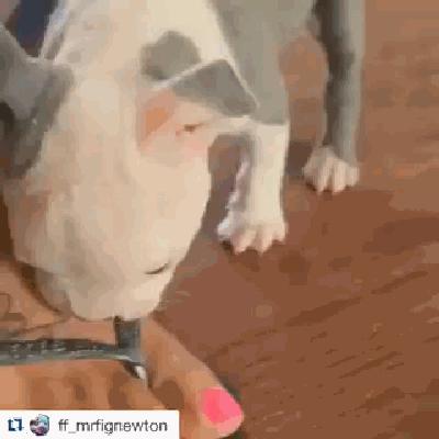 狗上颚裂了还能活吗,狗狗出生上颚腭裂什么原因