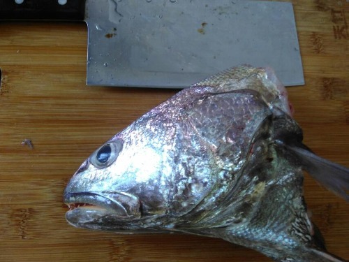 海钓米鱼讲解及示意图,海钓分析报告