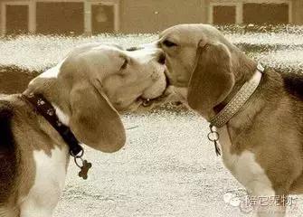 为什么狗狗这么喜欢舔蟾蜍,狗狗喜欢舔脚是因为什么原因