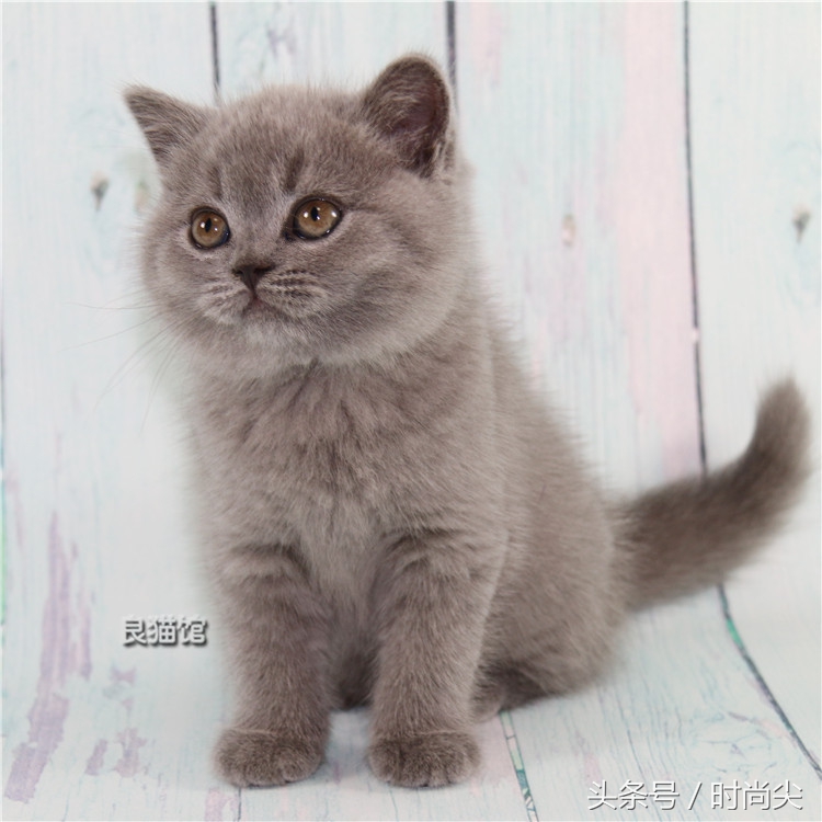 购猫指南,购猫须知