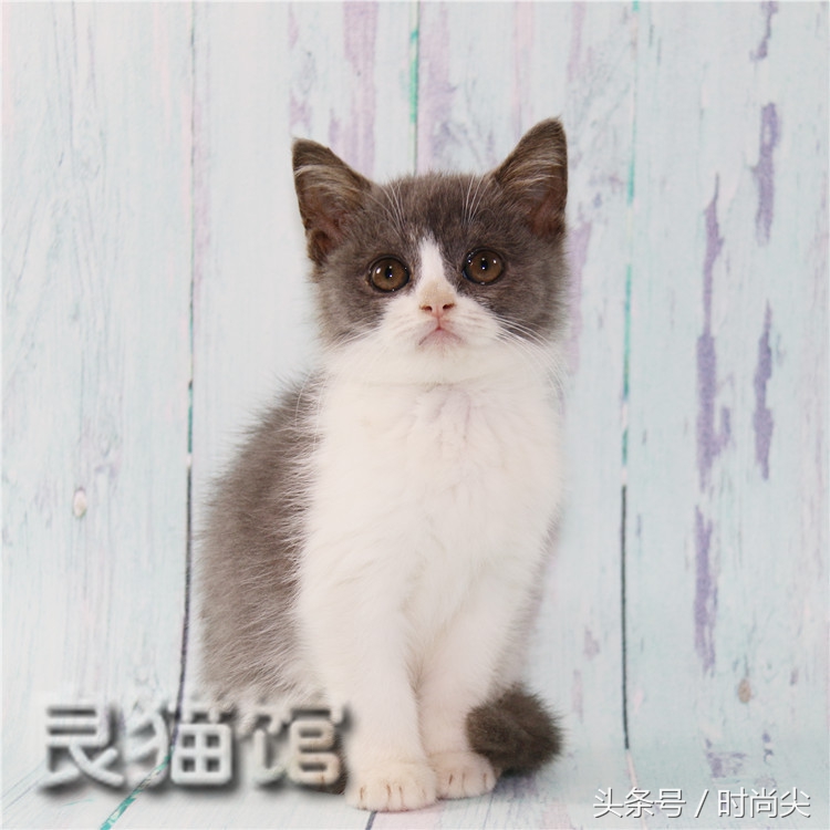 购猫指南,购猫须知