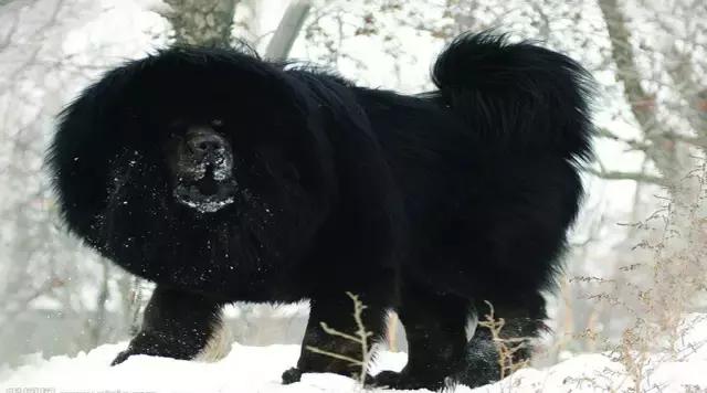 你被狗咬了还能再咬回去吗,被狗咬了怎么办教程