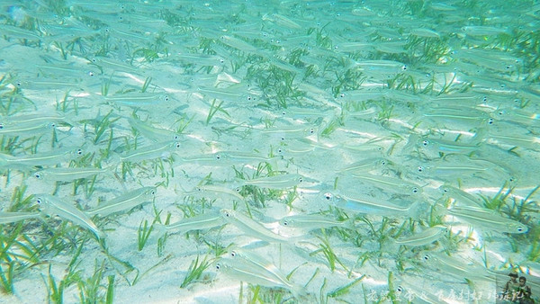 帕劳世界七大海底奇观,帕劳夕阳奇观图片