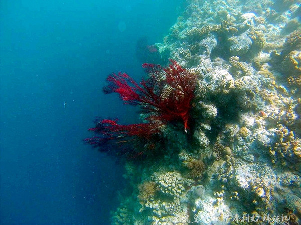 帕劳世界七大海底奇观,帕劳夕阳奇观图片