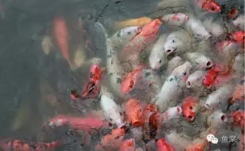 选锦鲤必须具备几个条件,挑选红白锦鲤你必须留意七个要点