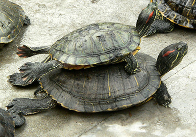 乌龟冬眠怎么养最好用什么,乌龟冬眠怎么养比较好