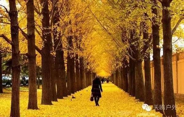 河南最好的红叶银杏叶在哪 (深秋河南哪里可以看银杏)