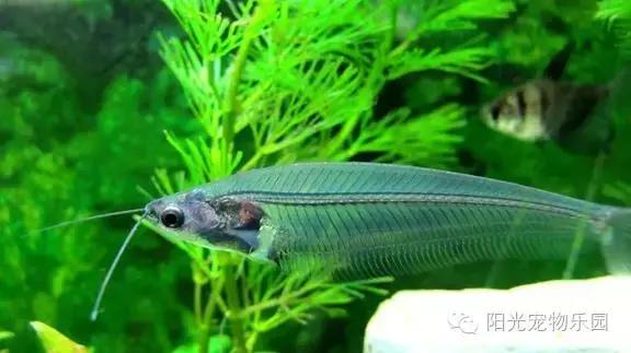 热带鱼缸混养小型鱼最佳搭配,鱼龟共养的小型鱼缸