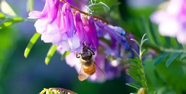 九蜂堂,九蜂堂蜂蜜