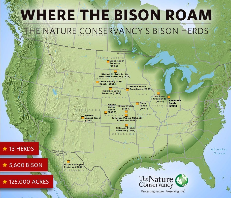 美洲野牛是第几名,美洲野牛算什么档次