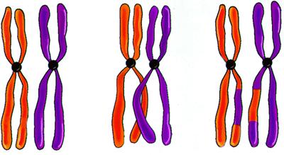 胎儿异常胚胎染色体有必要查吗,胎儿染色体会突然变异吗